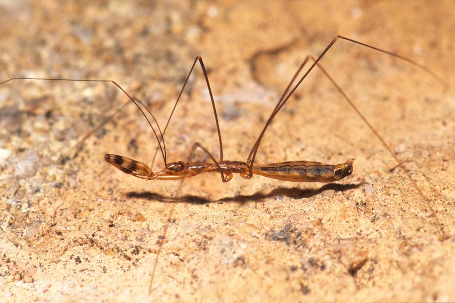 Reduviidae: Emesinae, predatori filiformi del Mediterraneo